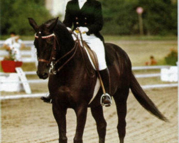 stallion Pepel (Russian Trakehner, 1956, from Piligrim)