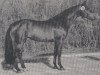 stallion Landsberg (Holsteiner, 1985, from Landgraf I)