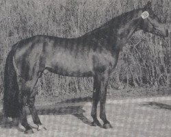 stallion Landsberg (Holsteiner, 1985, from Landgraf I)