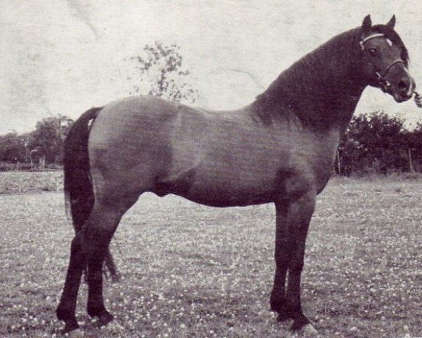 Deckhengst Kirby Cane Gauntlet (Welsh Pony (Sek.B), 1959, von Kirby Cane Stormer)