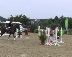 jumper Quad Gd (Westphalian, 2008, from Quattro B)