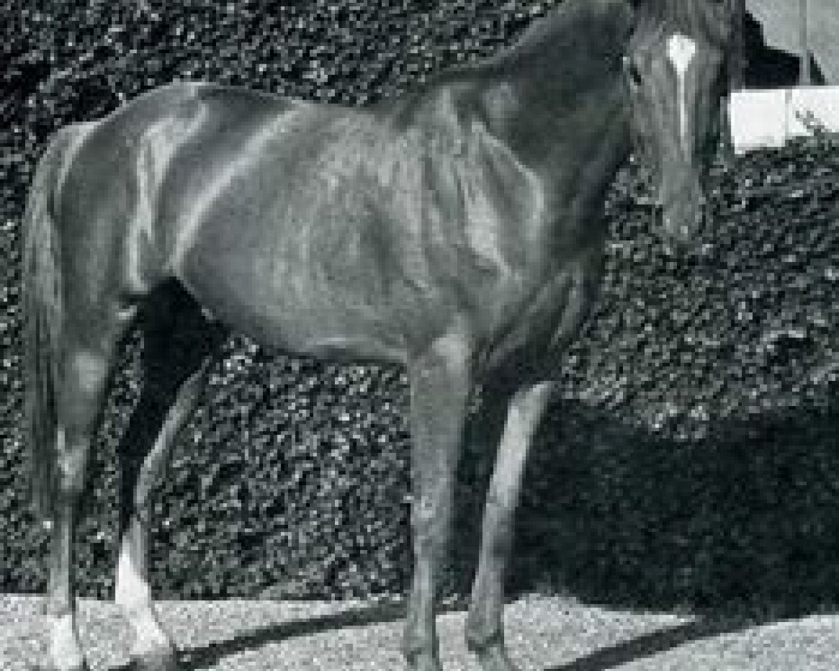 Deckhengst Duc de Thurin (Selle Français, 1969, von Rantzau xx)