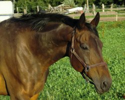 broodmare Rusalka (Westphalian, 1995, from Roncalli xx)