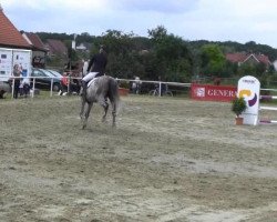 Springpferd Lord Dancer (Polnisches Warmblut, 2005, von Lumpi)