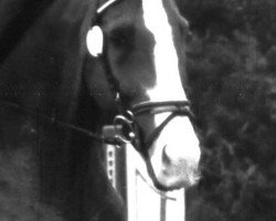 horse Almansor Z (Hanoverian, 1988, from Aladin Z)