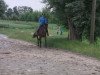 dressage horse Roxanne 167 (Westphalian, 2008, from Rock Forever NRW)