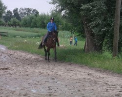 dressage horse Roxanne 167 (Westphalian, 2008, from Rock Forever NRW)