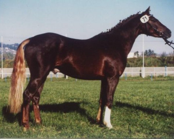 stallion 't Gold'n Hamrik's Boy (Nederlands Welsh Ridepony, 1992, from Flora's Hof Peter Pan)