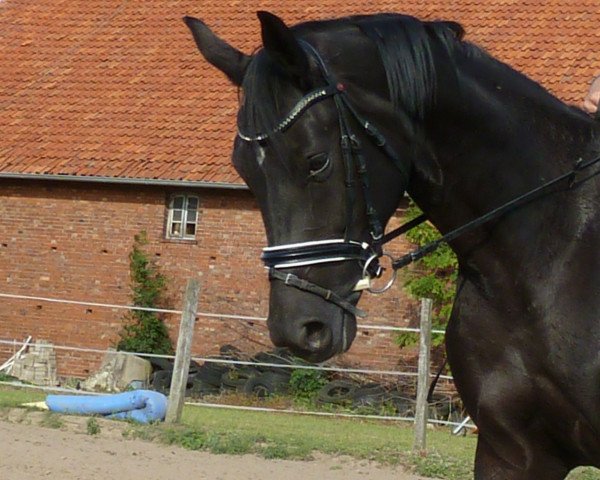 dressage horse Sedona D (Hanoverian, 2009, from Sancisco)