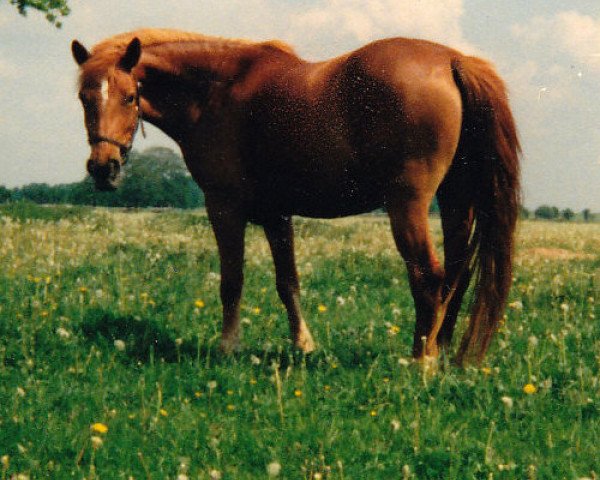 broodmare Uschi (Haflinger, 1985, from Steven 45)