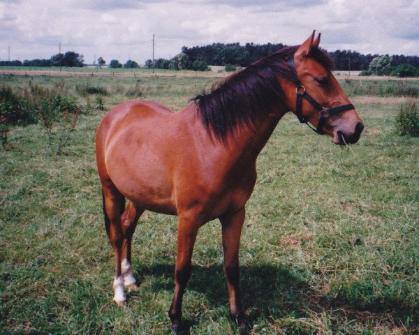 horse Lapislazuli 38 (German Riding Pony, 1996, from Larinero)