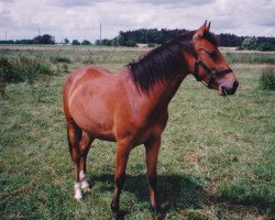 Pferd Lapislazuli 38 (Deutsches Reitpony, 1996, von Larinero)