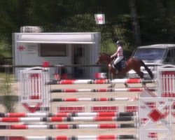 broodmare Morgenstern (Alt-Oldenburger / Ostfriesen,  )
