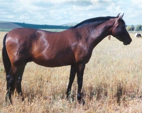 Zuchtstute Centinela II (Pura Raza Espanola (PRE), 1983, von Remache)