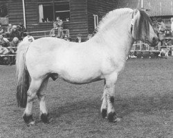 stallion Vedor (Fjord Horse, 1976, from Waldo)