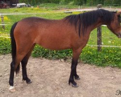 horse Arwen von Regentquelle (Welsh Pony (Sek.B), 2010, from Weydown Lionheart)