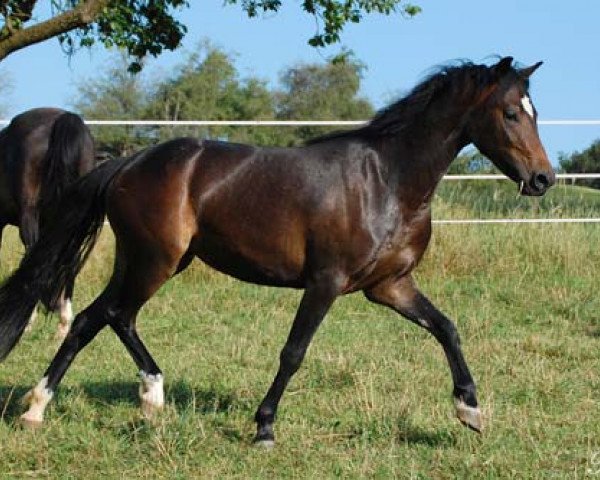 Pferd Mosaique von Regentquelle (Welsh Pony (Sek.B), 2009, von Frankenhoeh's Arrow)