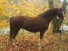 Zuchtstute Linde Hoeve's Alexandra (Welsh Pony (Sek.B), 1998, von Den Bramel's Rio)