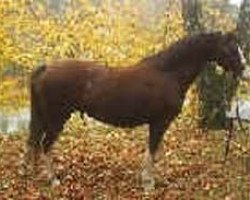 broodmare Linde Hoeve's Alexandra (Welsh-Pony (Section B), 1998, from Den Bramel's Rio)