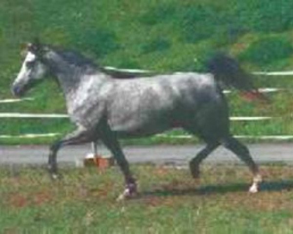Zuchtstute Breeton Synn (Welsh Pony (Sek.B), 1997, von Breeton Bric)