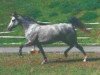 broodmare Breeton Synn (Welsh-Pony (Section B), 1997, from Breeton Bric)