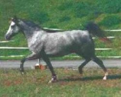 broodmare Breeton Synn (Welsh-Pony (Section B), 1997, from Breeton Bric)