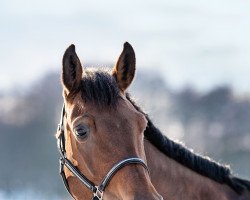 broodmare Elva KB (Oldenburg, 2009, from Carry Gold)