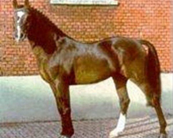 stallion Cicero (Holsteiner, 1982, from Cor de la Bryère)