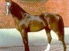 stallion Cicero (Holsteiner, 1982, from Cor de la Bryère)