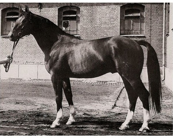 stallion Goldstein (Hanoverian, 1973, from Gotthard)