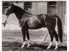 horse Goldstein (Hanoverian, 1973, from Gotthard)