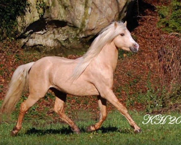 horse Frankenhoeh's Lord (Welsh-Pony (Section B), 2002, from Bonsay)