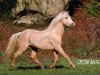Pferd Frankenhoeh's Lord (Welsh Pony (Sek.B), 2002, von Bonsay)