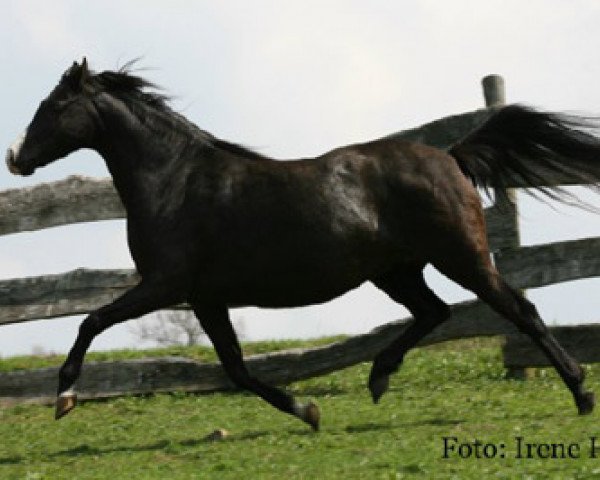 broodmare Frankenhoeh's Lady Moon (Welsh-Pony (Section B), 1996, from Carmana's Black Boy)