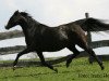 Zuchtstute Frankenhoeh's Lady Moon (Welsh Pony (Sek.B), 1996, von Carmana's Black Boy)