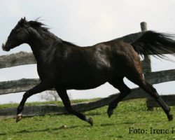 Zuchtstute Frankenhoeh's Lady Moon (Welsh Pony (Sek.B), 1996, von Carmana's Black Boy)