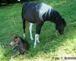 Pferd Josephine of the Paradis (Welsh Partbred, 2012, von Frankenhoeh's Prince Royal)