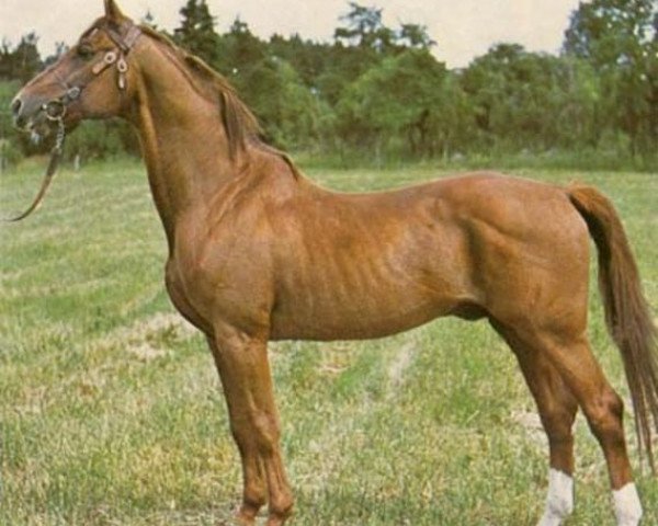 stallion Nepal (Swedish Warmblood, 1956, from Polarstern)