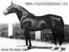 stallion Dreibund (Trakehner, 1938, from Drusus)