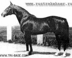 stallion Dreibund (Trakehner, 1938, from Drusus)