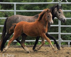 horse Sweet Princess le Vainqueur (Welsh Partbred, 2011, from Frankenhoeh's Prince Royal)