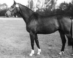 broodmare Badendorferin (Holsteiner, 1987, from Constant)