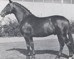 stallion Ludolf (Holsteiner, 1962, from Lohengrin)