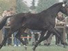 stallion Wanderbursch I (Hanoverian, 1985, from Wanderer)