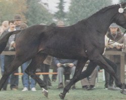 Deckhengst Wanderbursch I (Hannoveraner, 1985, von Wanderer)