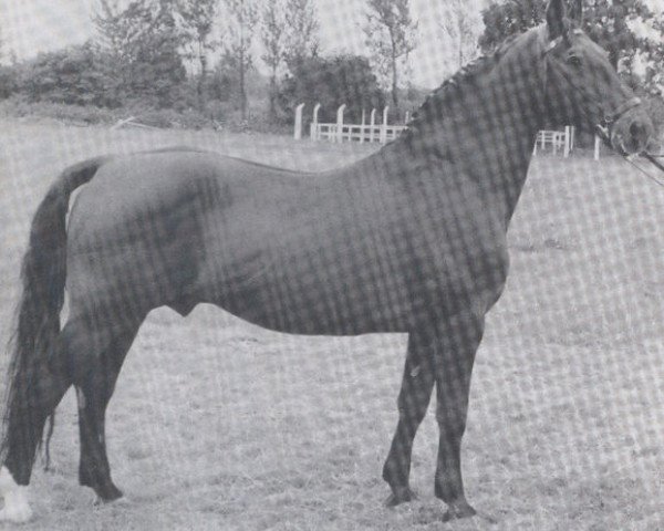 horse Heilbutt (Holsteiner, 1942, from Heinerle)