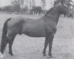 Deckhengst Heilbutt (Holsteiner, 1942, von Heinerle)