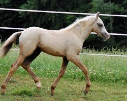 horse Solero von OldVillage (Welsh-Pony (Section B), 2011, from Frankenhoeh's Prince Royal)