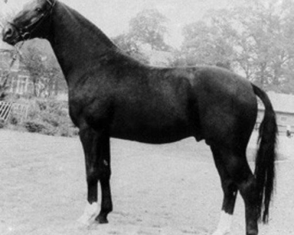stallion Fernal (Hanoverian, 1976, from Fürst Ferdinand)