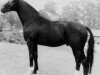 stallion Fernal (Hanoverian, 1976, from Fürst Ferdinand)